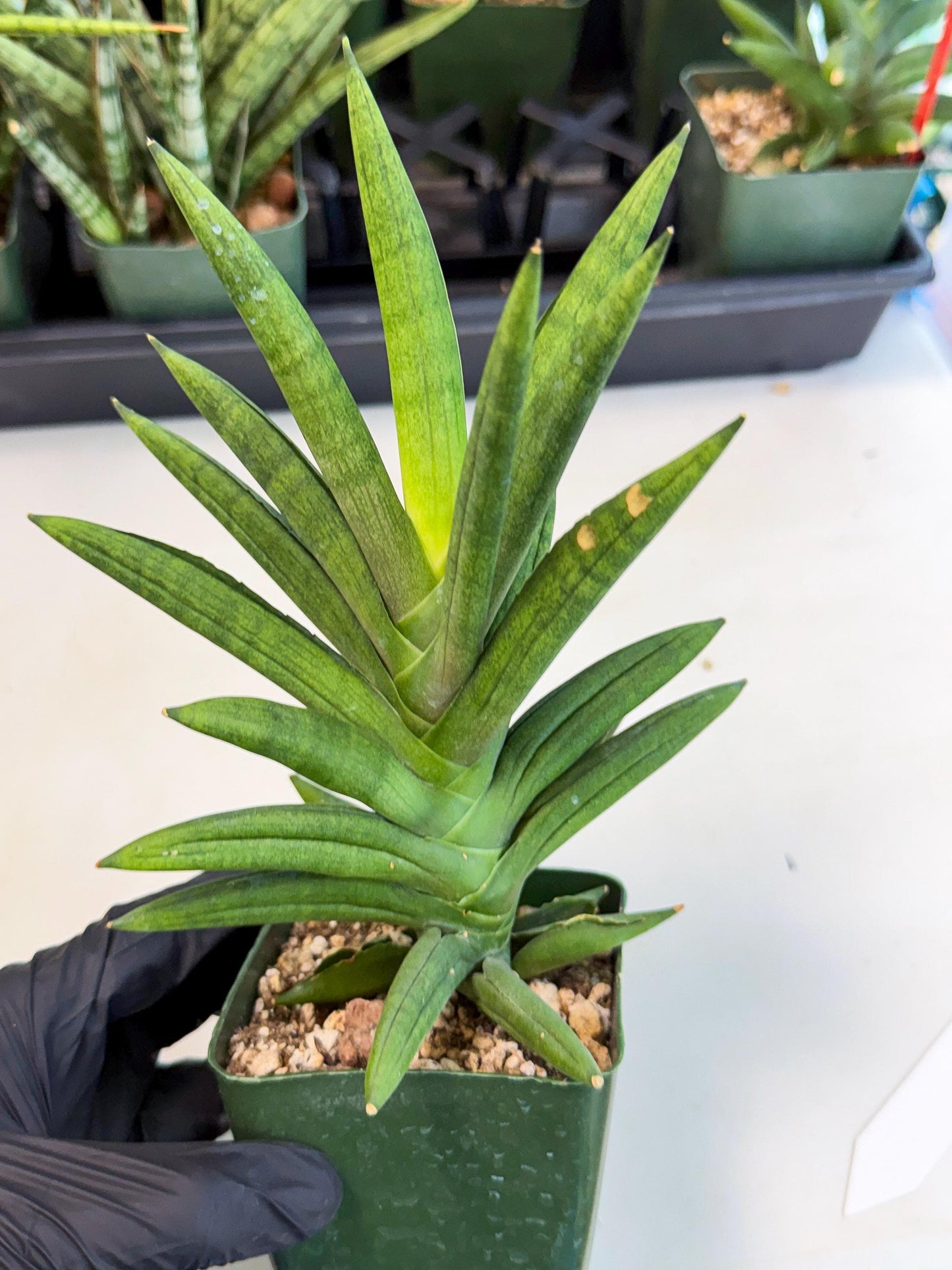 Sansevieria Virdi lisciu (xl2) (1) | Rare Hybrids