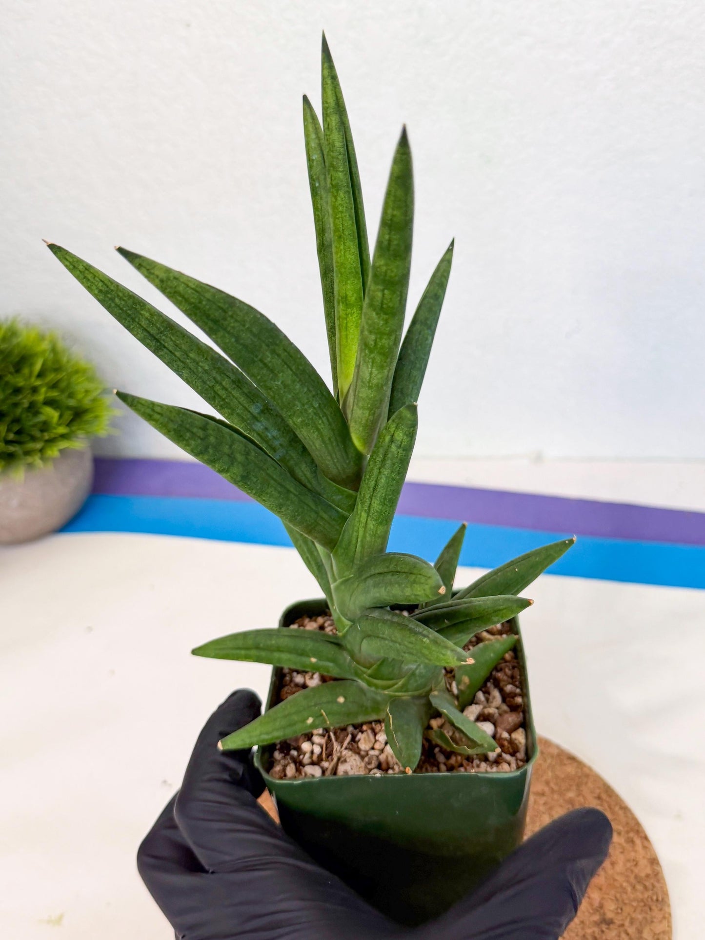 Sansevieria Virdi lisciu (xl2) (1) | Rare Hybrids