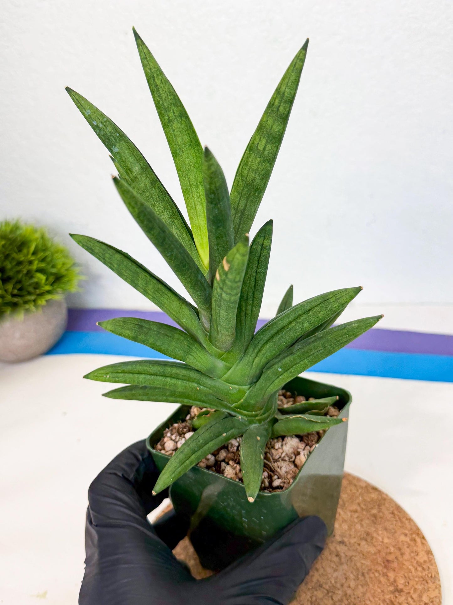 Sansevieria Virdi lisciu (xl2) (1) | Rare Hybrids