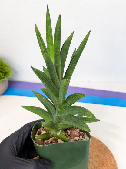 Sansevieria Virdi lisciu (xl2) (1) | Rare Hybrids