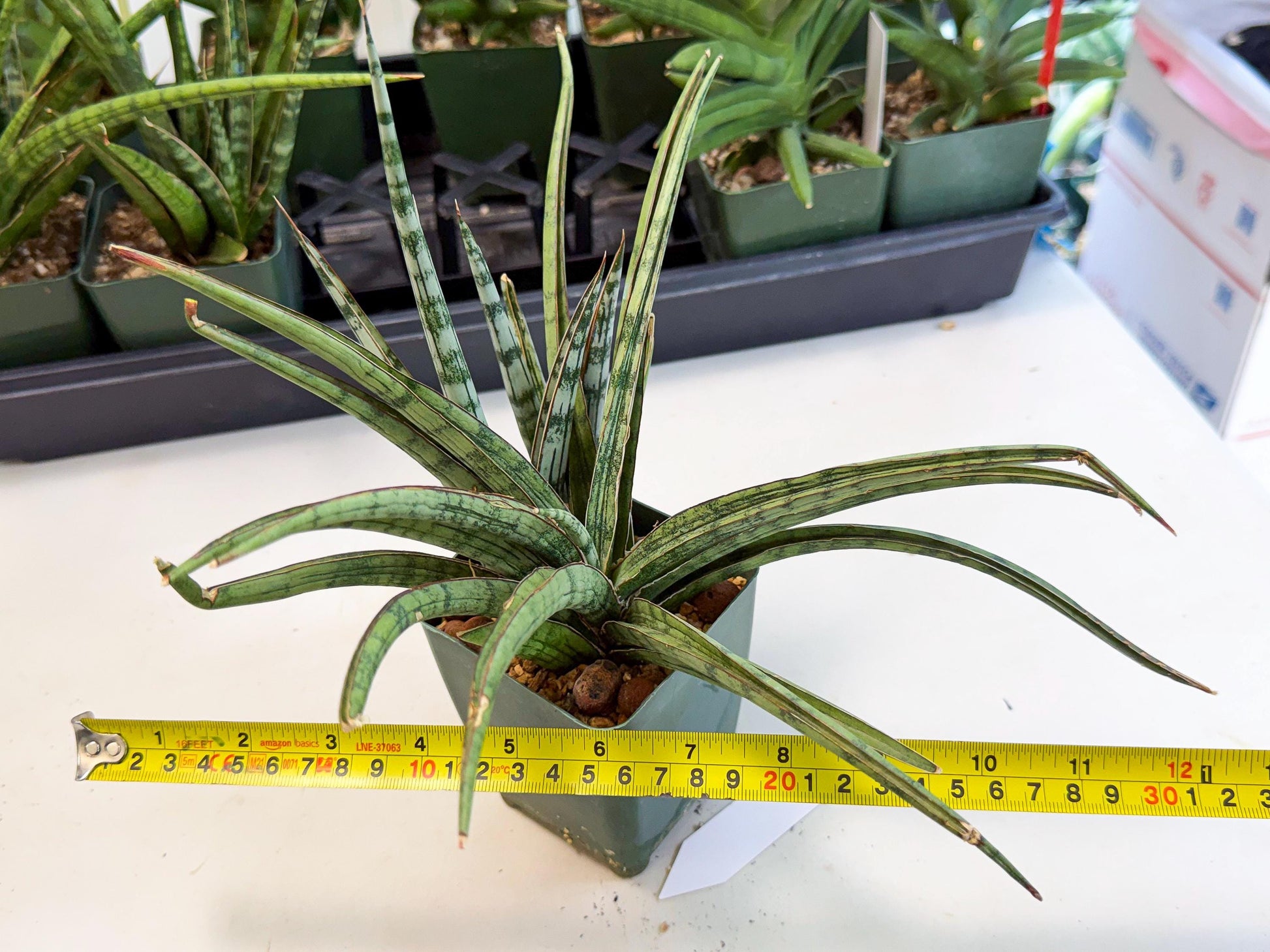 Sansevieria Crown up (xl2) (2) | Imported Sansevieria