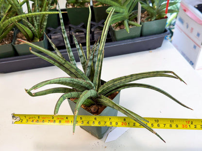 Sansevieria Crown up (xl2) (2) | Imported Sansevieria