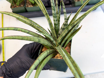 Sansevieria Crown up (xl2) (2) | Imported Sansevieria
