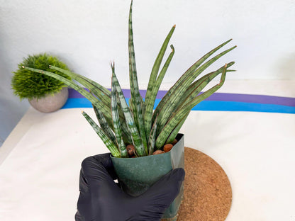 Sansevieria Crown up (xl2) (2) | Imported Sansevieria