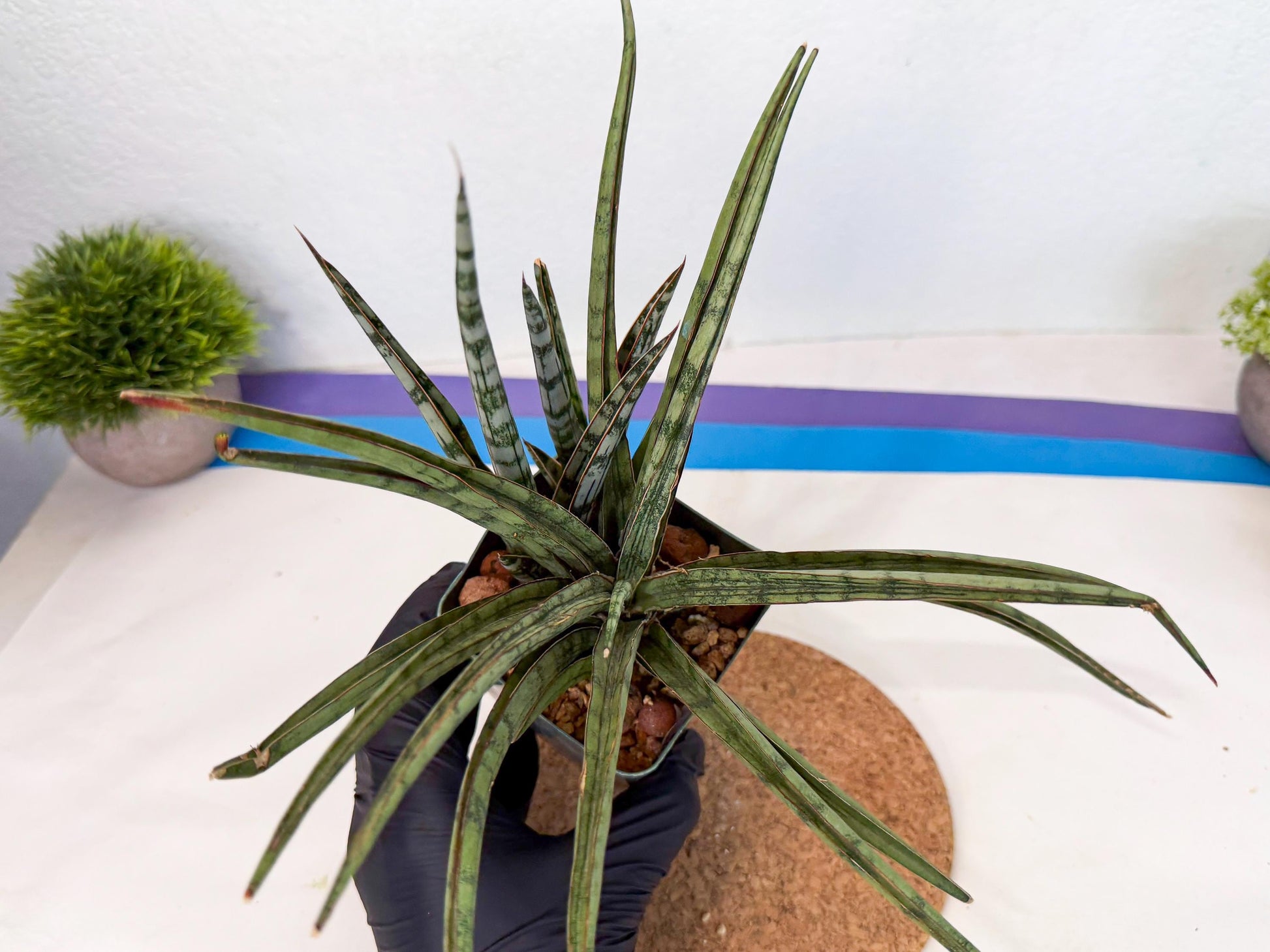 Sansevieria Crown up (xl2) (2) | Imported Sansevieria