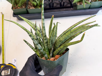 Sansevieria Crown up (xl2) (2) | Imported Sansevieria