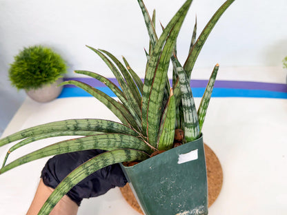 Sansevieria Crown up (xl2) (2) | Imported Sansevieria