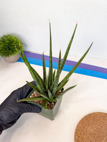 Sansevieria Crown up (xl2) (3) | Imported Sansevieria