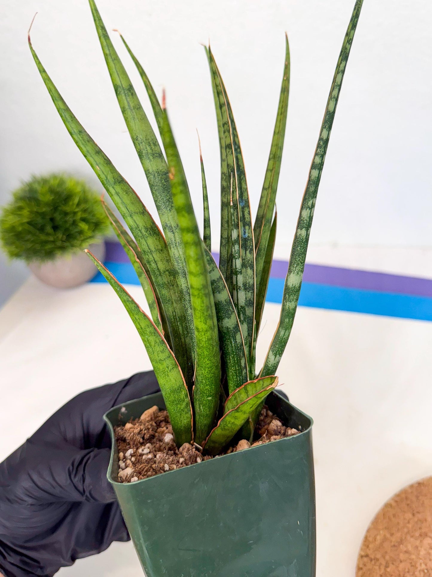 Sansevieria Crown up (xl2) (3) | Imported Sansevieria