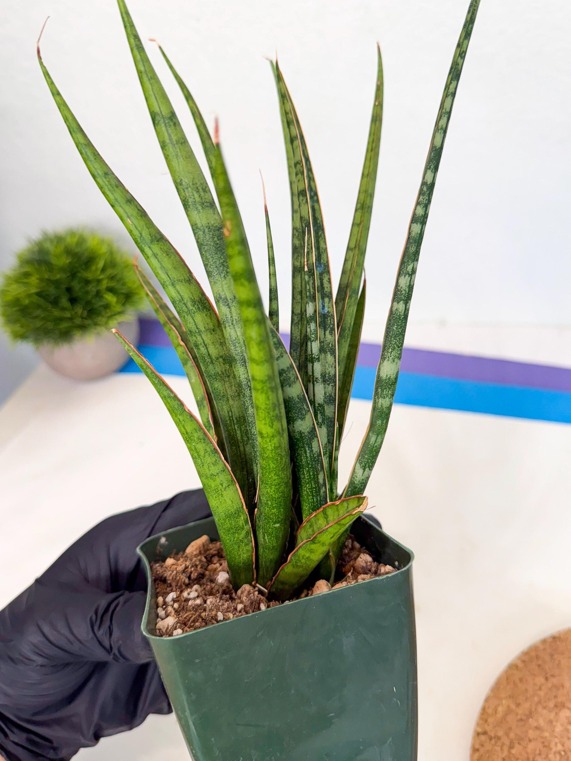 Sansevieria Crown up (xl2) (3) | Imported Sansevieria