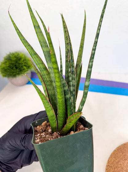 Sansevieria Crown up (xl2) (3) | Imported Sansevieria