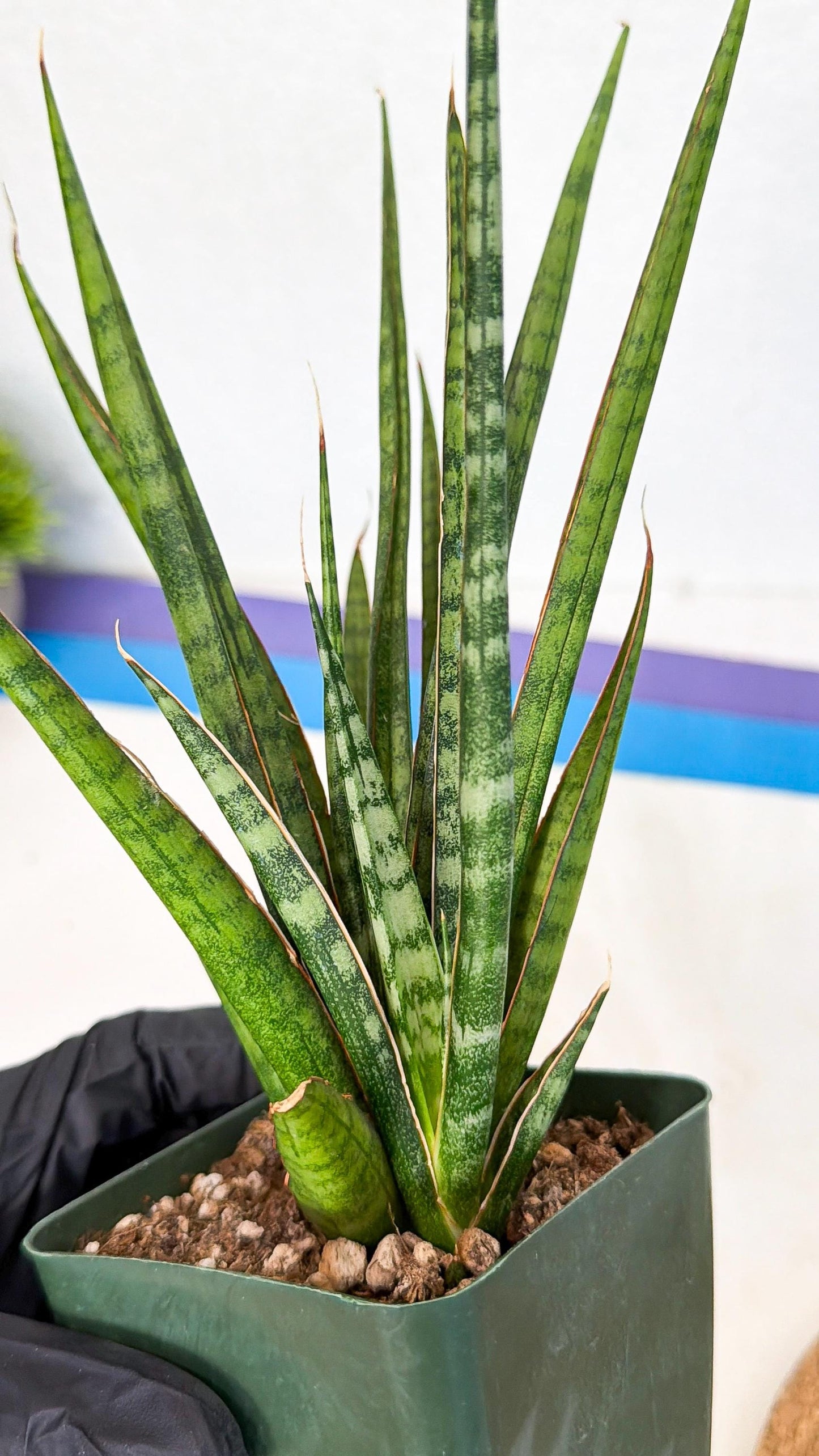 Sansevieria Crown up (xl2) (3) | Imported Sansevieria
