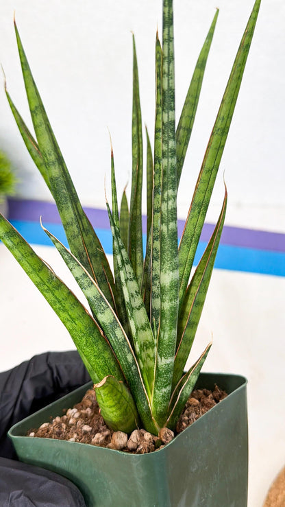 Sansevieria Crown up (xl2) (3) | Imported Sansevieria