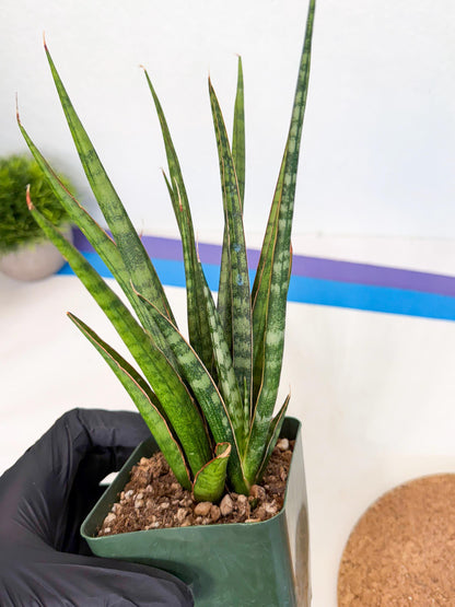 Sansevieria Crown up (xl2) (3) | Imported Sansevieria