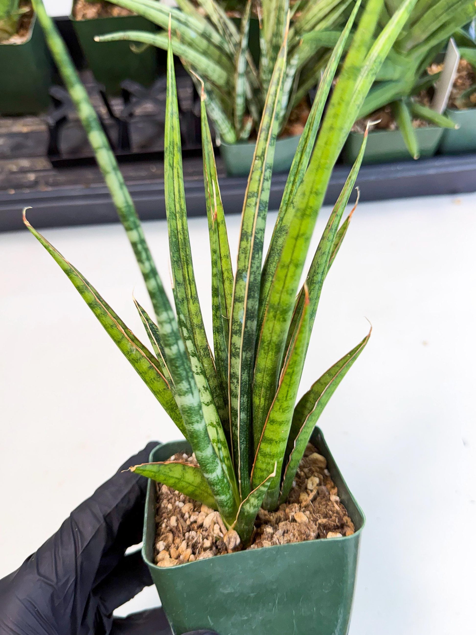 Sansevieria Crown up (xl2) (3) | Imported Sansevieria