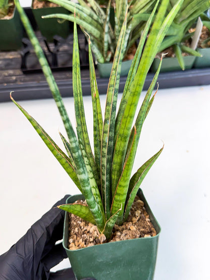 Sansevieria Crown up (xl2) (3) | Imported Sansevieria