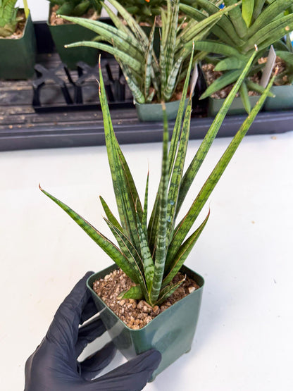 Sansevieria Crown up (xl2) (3) | Imported Sansevieria