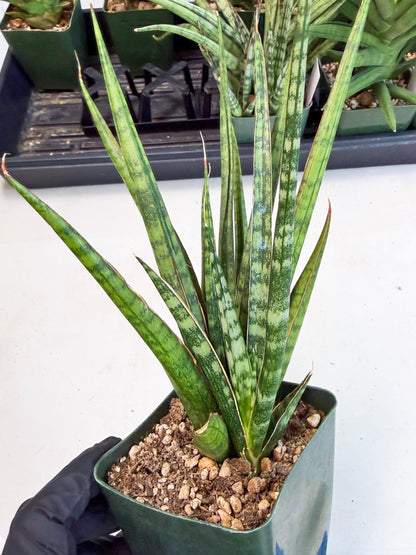 Sansevieria Crown up (xl2) (3) | Imported Sansevieria