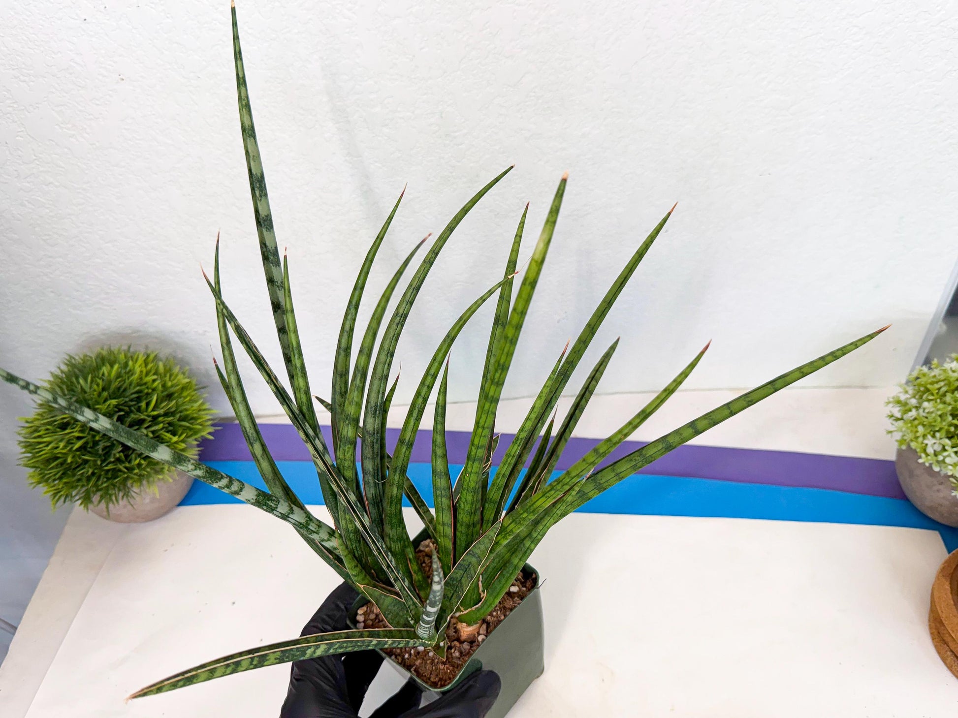 Sansevieria Crown up (xl2) (4) | Imported Sansevieria