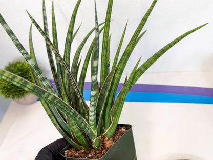 Sansevieria Crown up (xl2) (4) | Imported Sansevieria