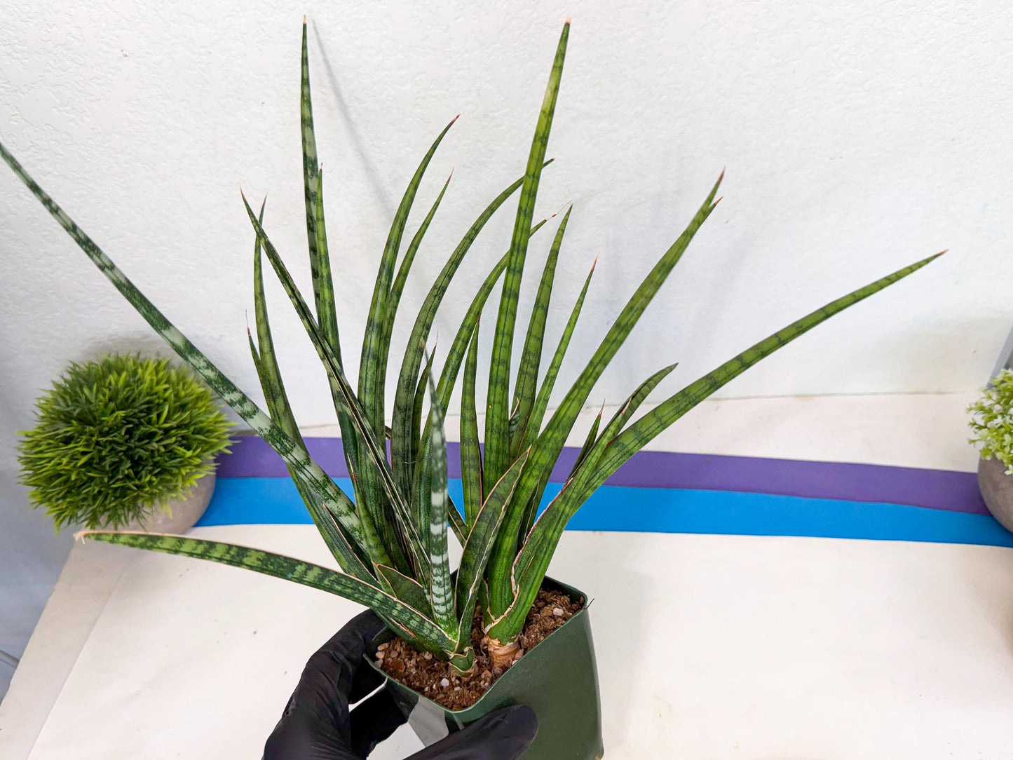 Sansevieria Crown up (xl2) (4) | Imported Sansevieria