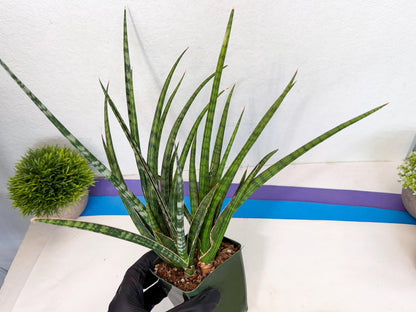 Sansevieria Crown up (xl2) (4) | Imported Sansevieria
