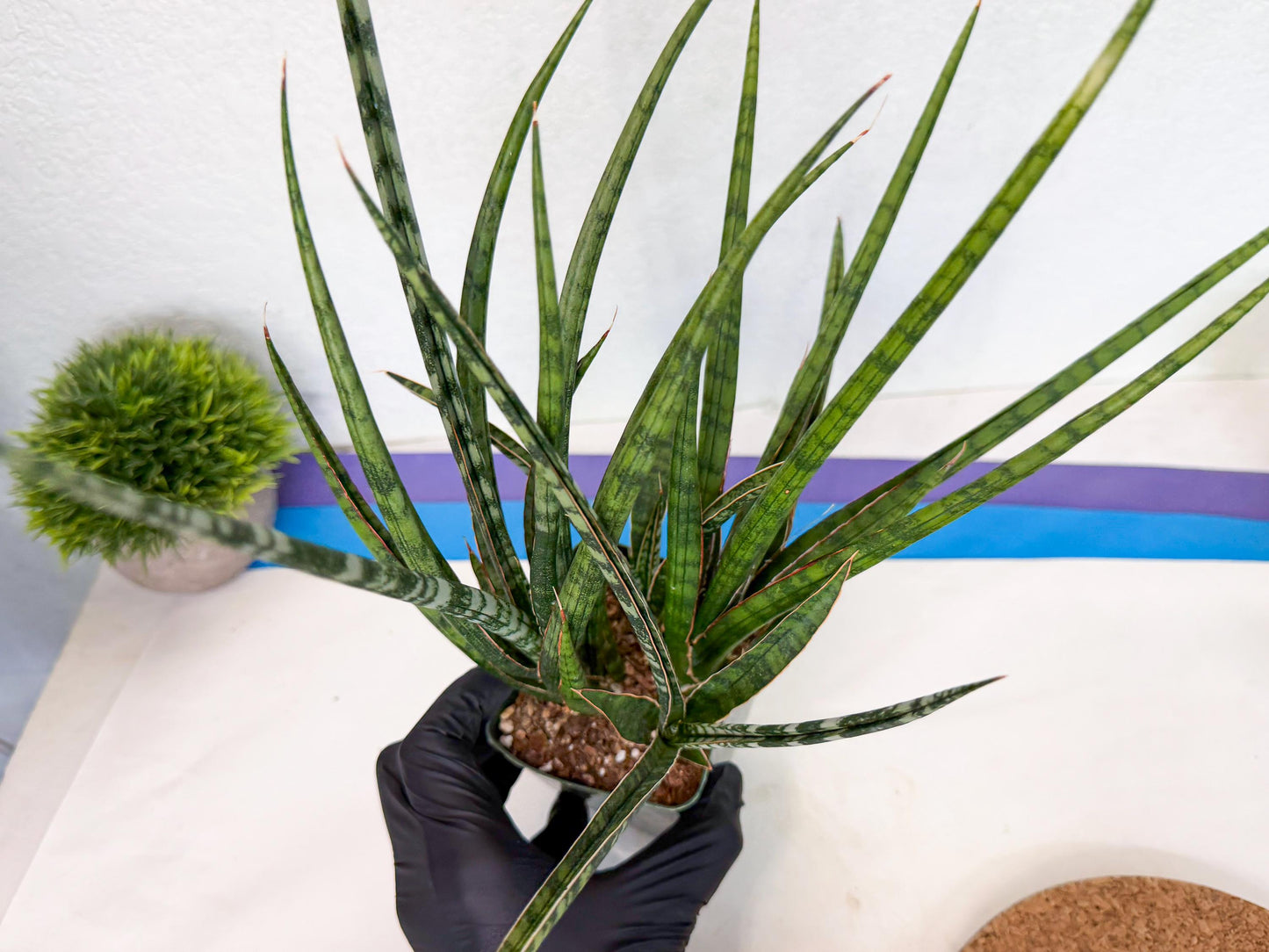 Sansevieria Crown up (xl2) (4) | Imported Sansevieria