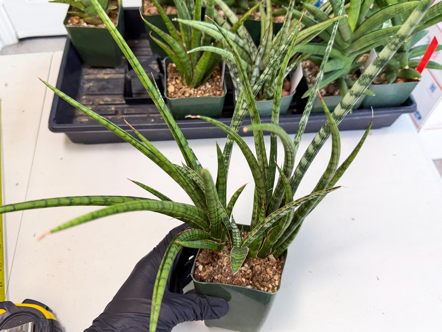 Sansevieria Crown up (xl2) (4) | Imported Sansevieria