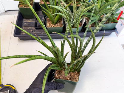 Sansevieria Crown up (xl2) (4) | Imported Sansevieria