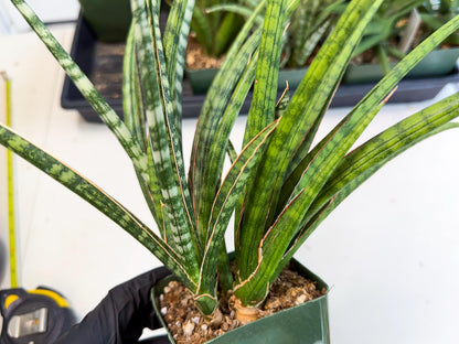 Sansevieria Crown up (xl2) (4) | Imported Sansevieria