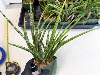 Sansevieria Crown up (xl2) (4) | Imported Sansevieria