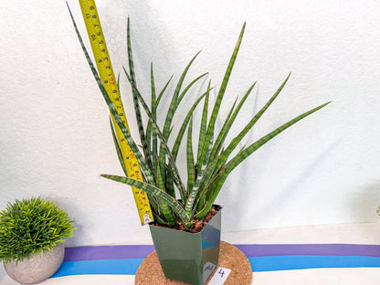 Sansevieria Crown up (xl2) (4) | Imported Sansevieria