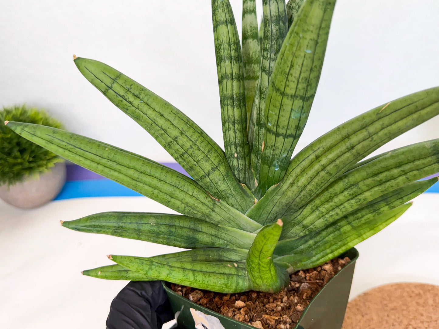 Sansevieria Meedee (xl3) (o) | Imported Sansevieria