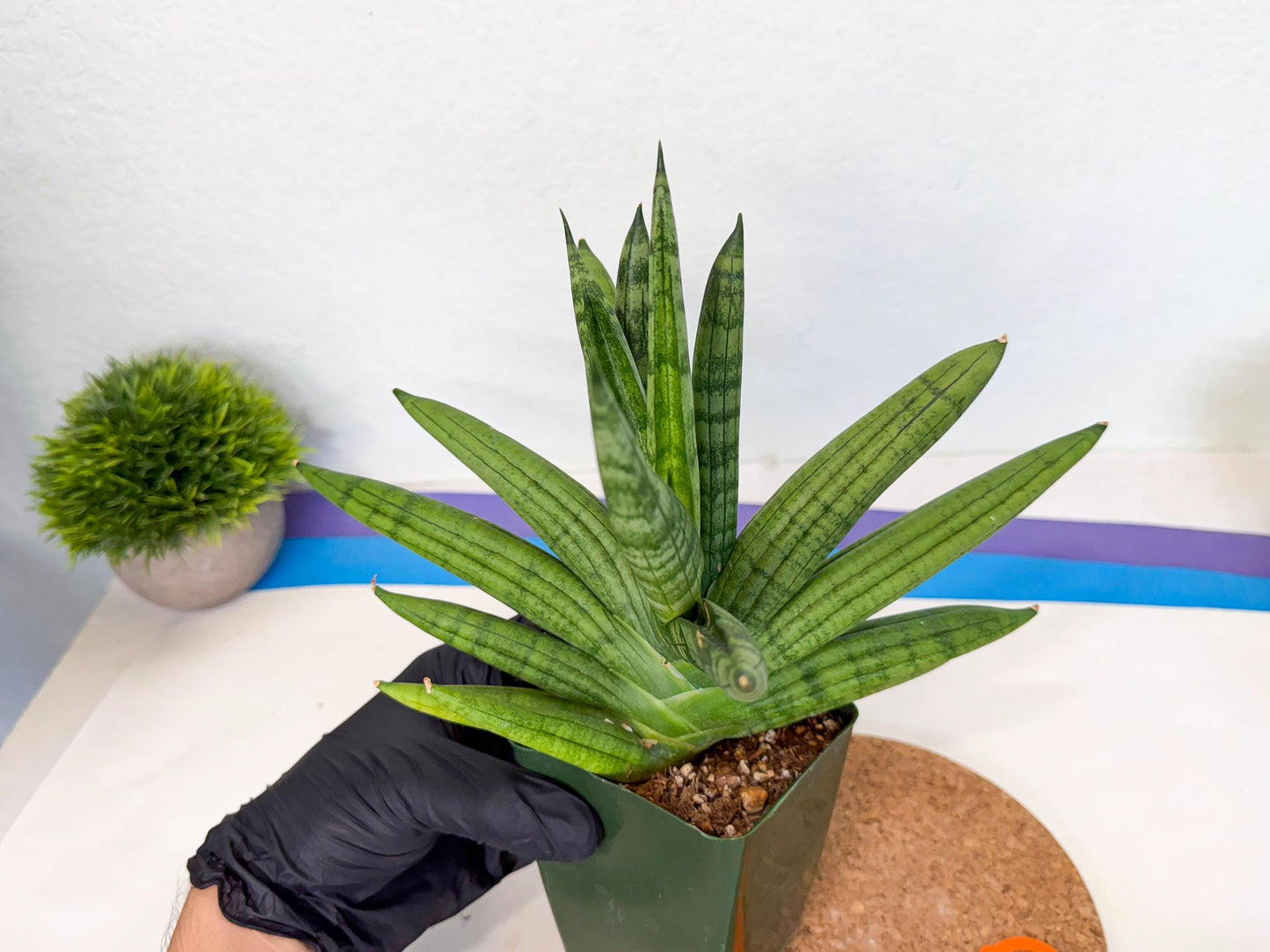 Sansevieria Meedee (xl3) (o) | Imported Sansevieria