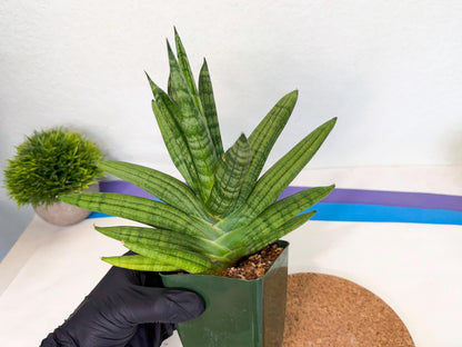Sansevieria Meedee (xl3) (o) | Imported Sansevieria
