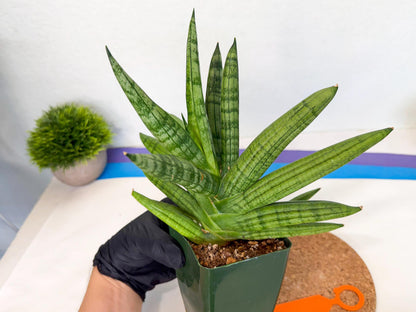Sansevieria Meedee (xl3) (o) | Imported Sansevieria