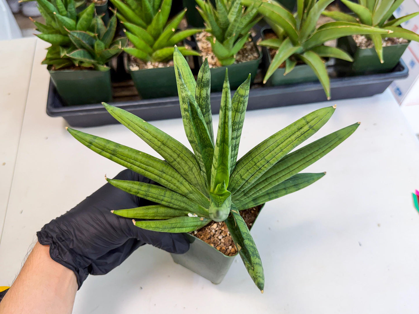 Sansevieria Meedee (xl3) (o) | Imported Sansevieria