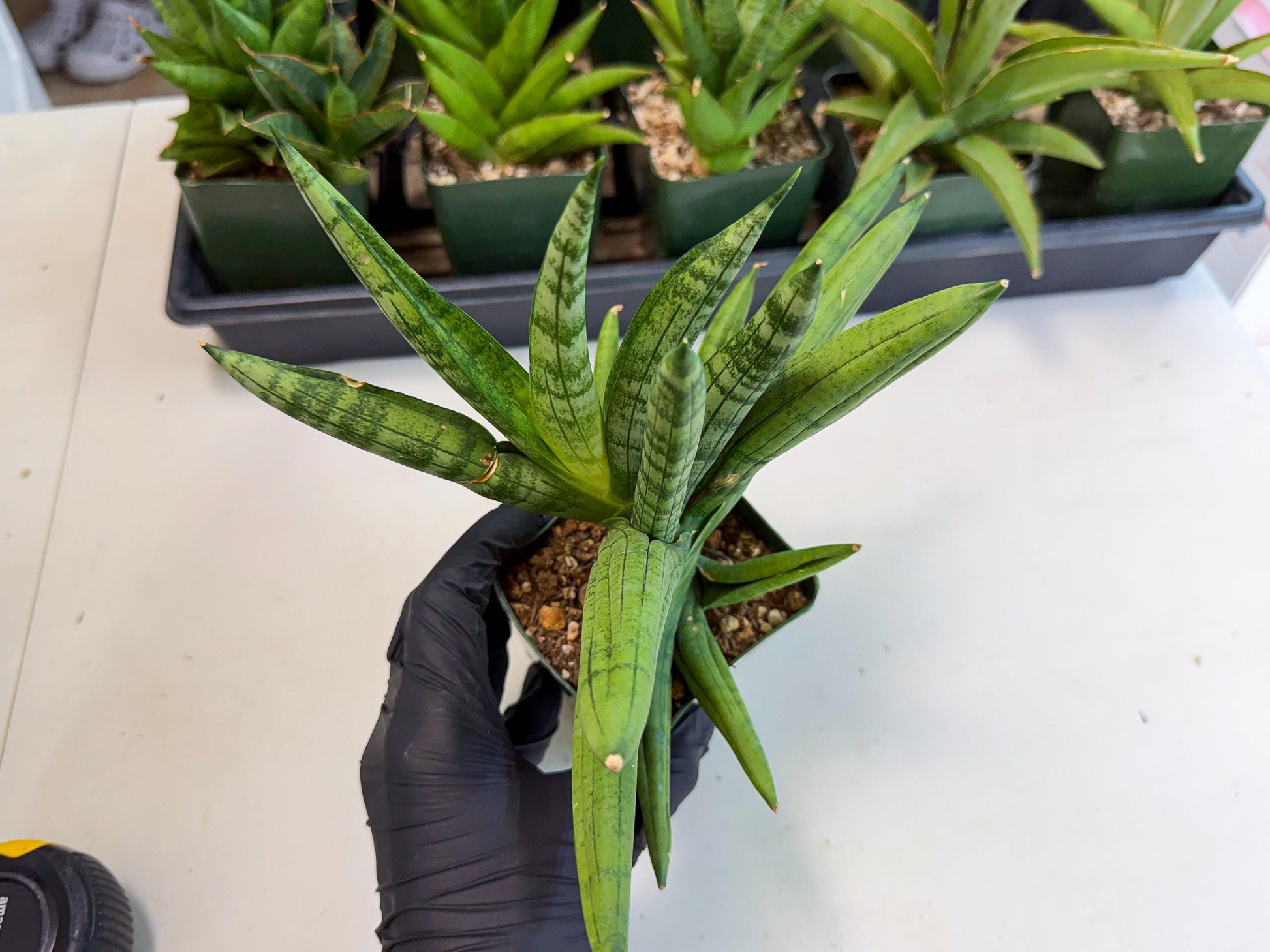 Sansevieria Meedee (xl3) (o) | Imported Sansevieria