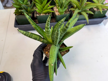 Sansevieria Meedee (xl3) (o) | Imported Sansevieria