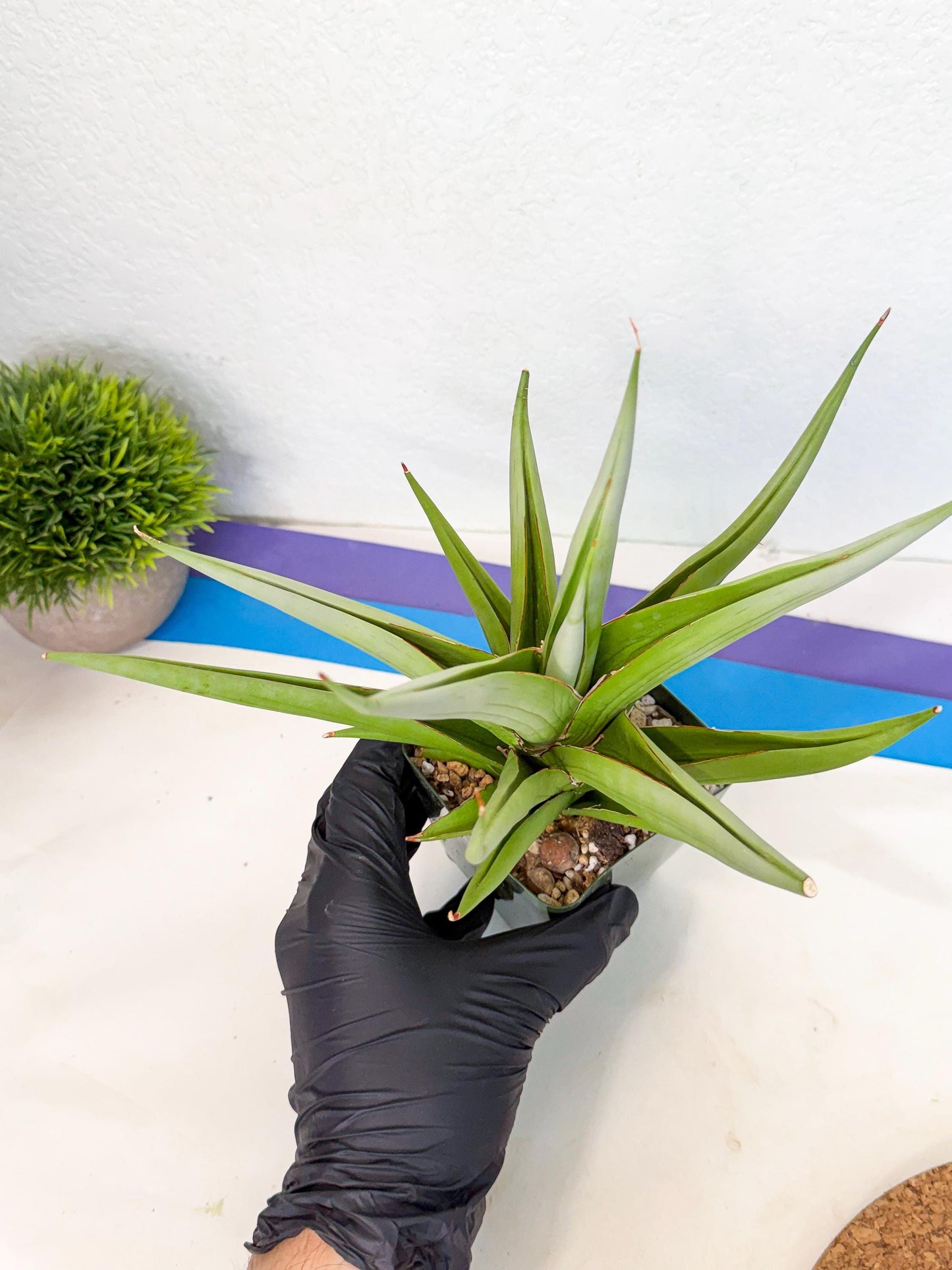 Sansevieria Bai bid (XL1) (y) | Imported Sansevieria