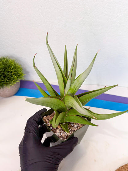 Sansevieria Bai bid (XL1) (y) | Imported Sansevieria