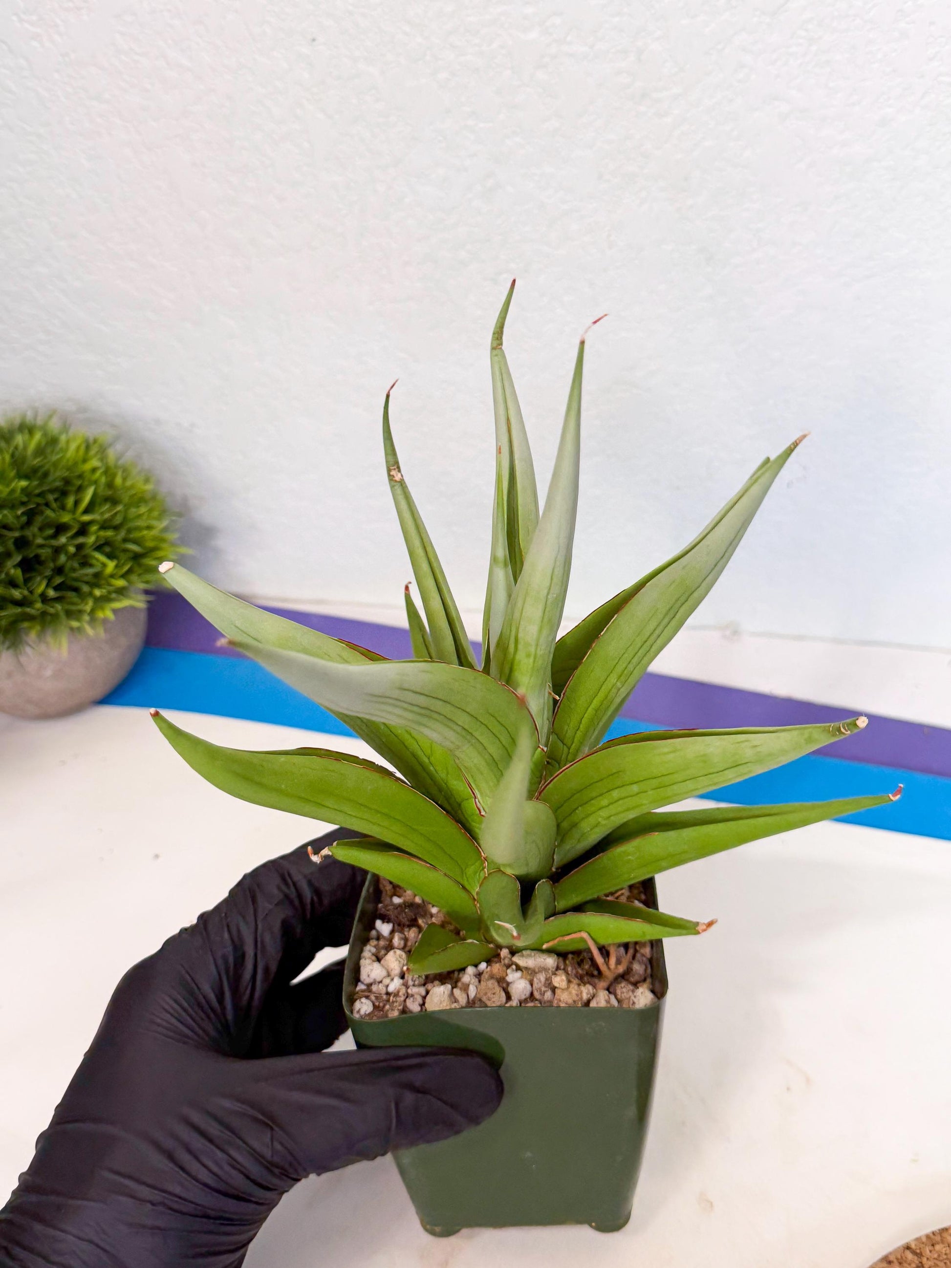 Sansevieria Bai bid (XL1) (y) | Imported Sansevieria