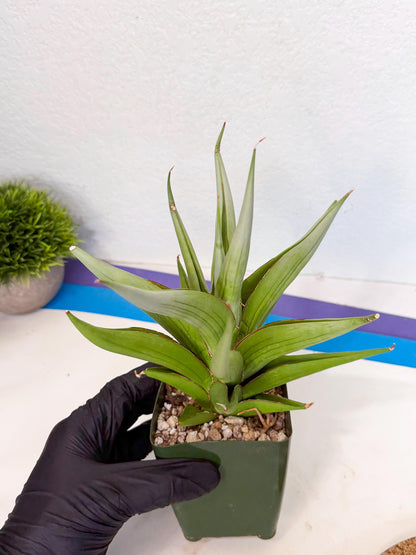 Sansevieria Bai bid (XL1) (y) | Imported Sansevieria