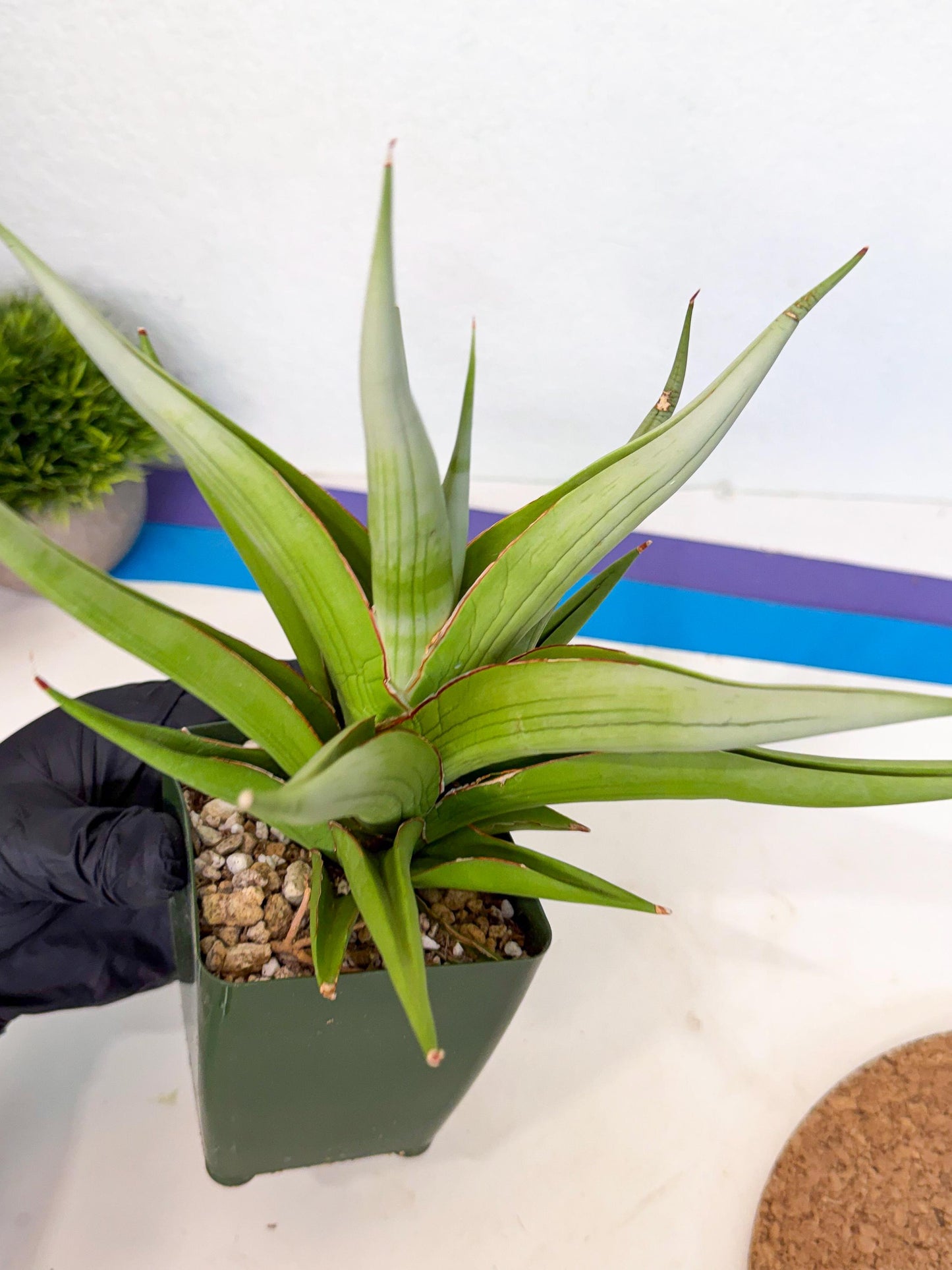 Sansevieria Bai bid (XL1) (y) | Imported Sansevieria