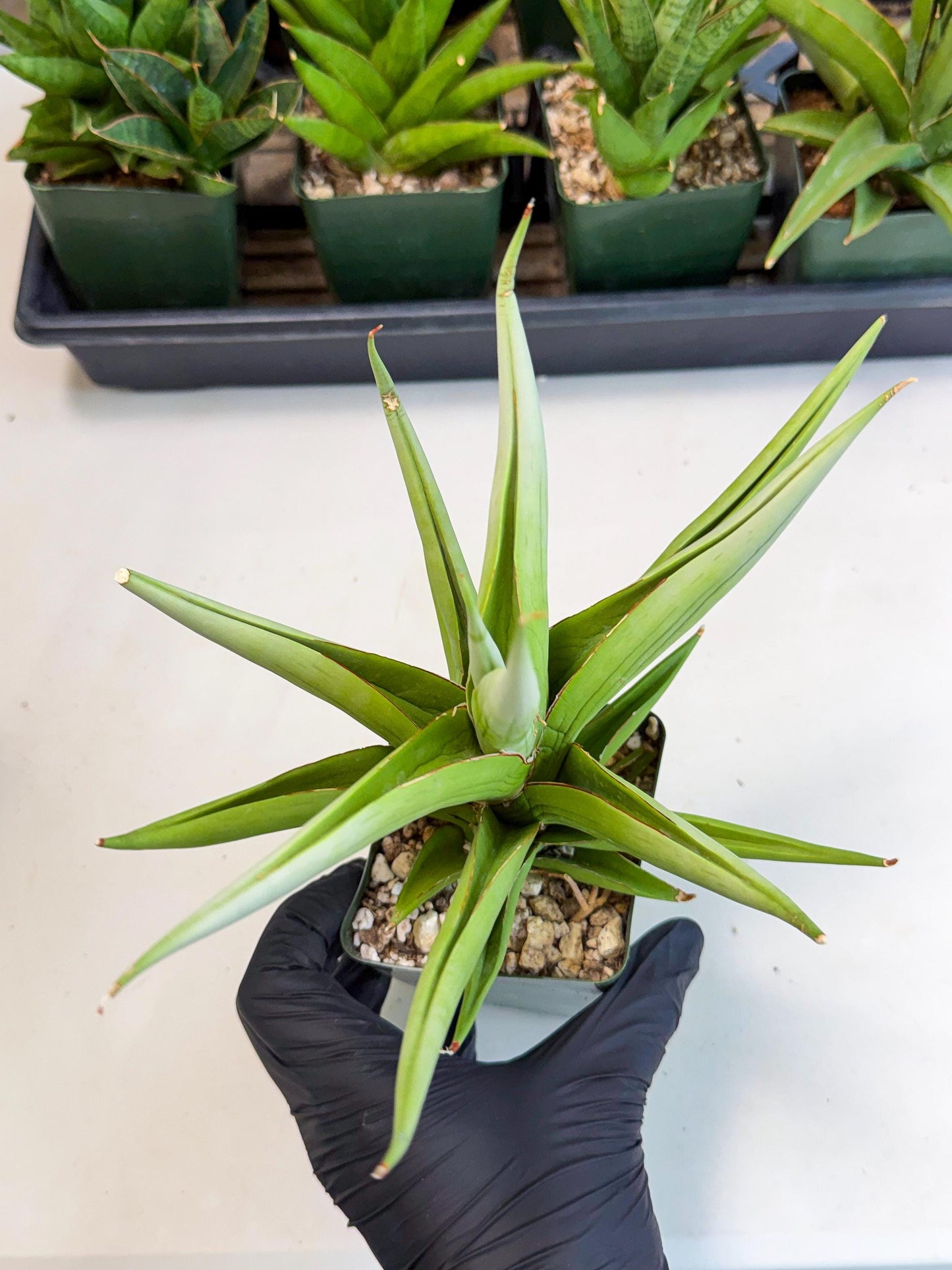 Sansevieria Bai bid (XL1) (y) | Imported Sansevieria