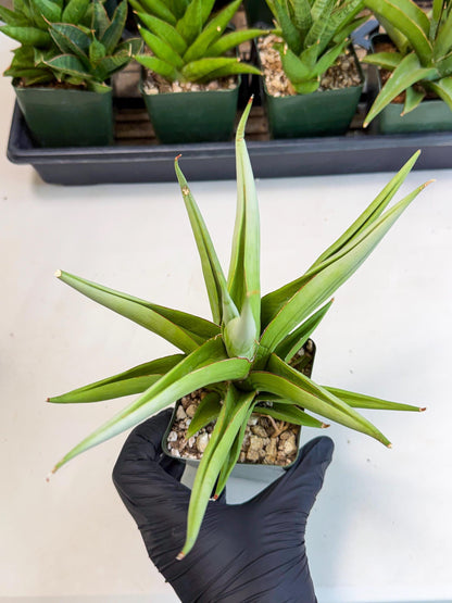 Sansevieria Bai bid (XL1) (y) | Imported Sansevieria