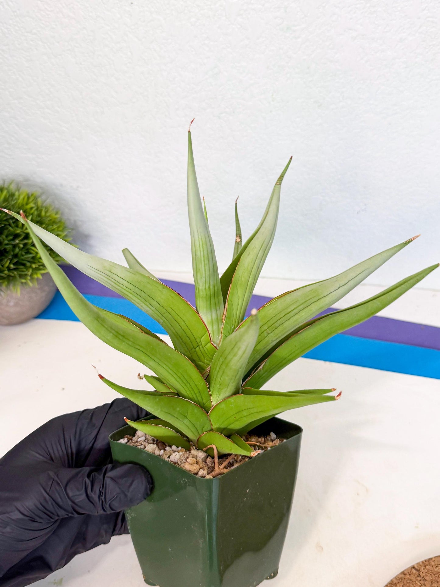 Sansevieria Bai bid (XL1) (y) | Imported Sansevieria