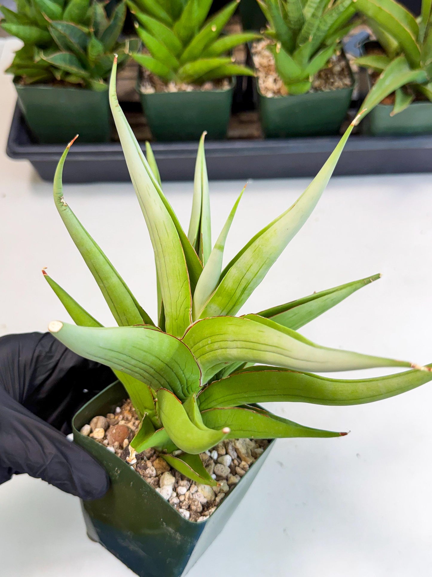 Sansevieria Bai bid (XL1) (y) | Imported Sansevieria