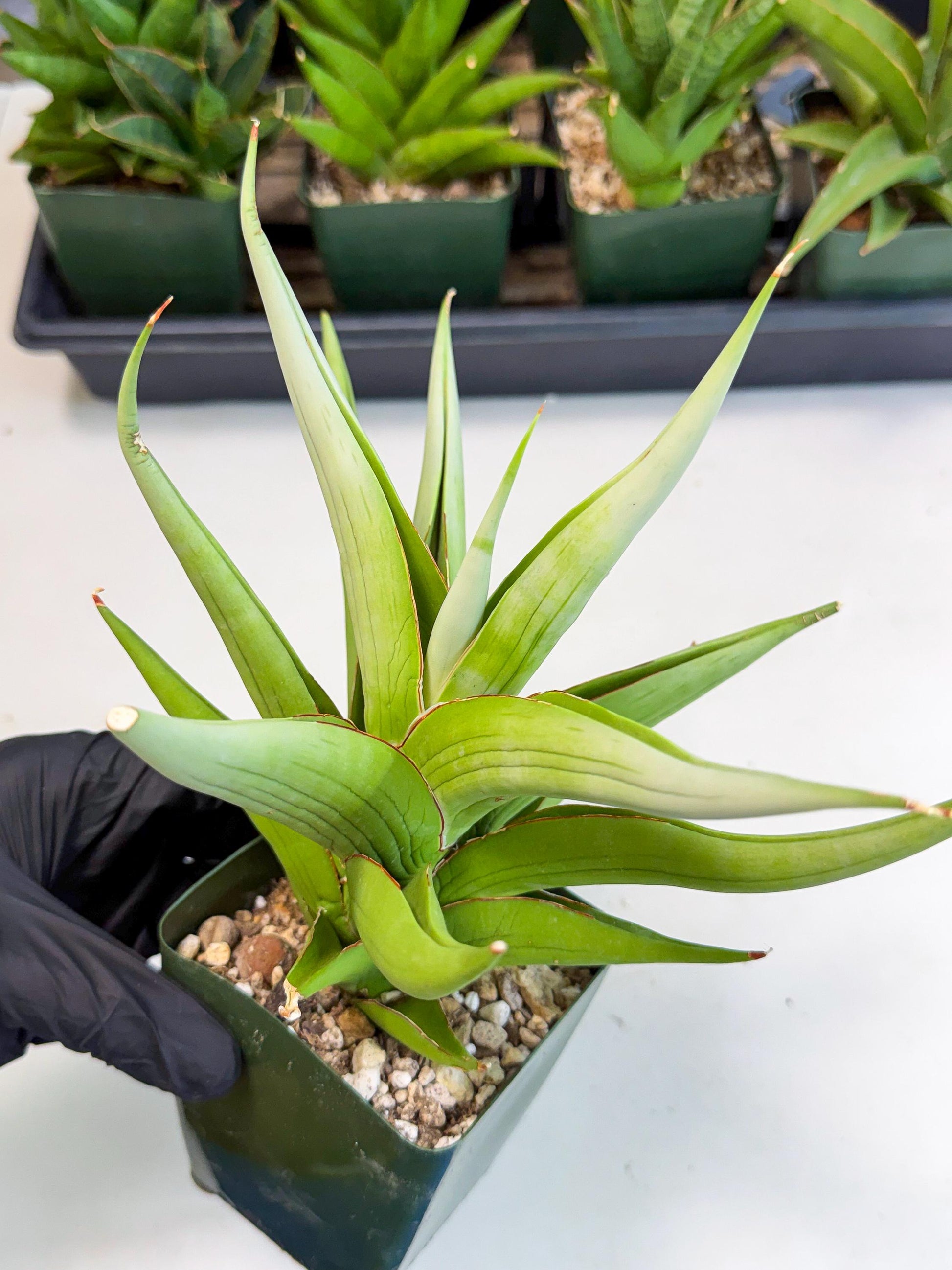 Sansevieria Bai bid (XL1) (y) | Imported Sansevieria