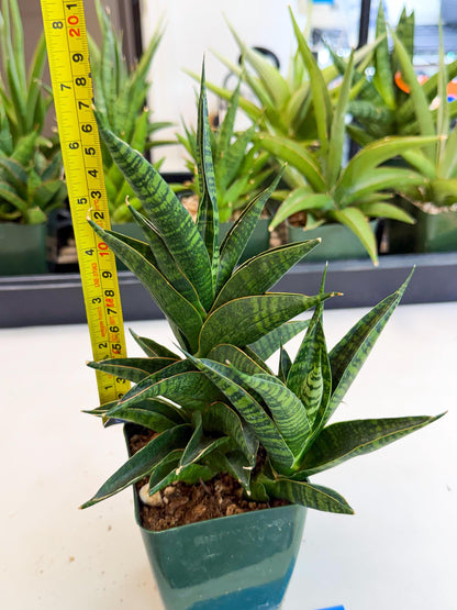 Sansevieria Sindoro (xl3) (b) | Imported House Plants